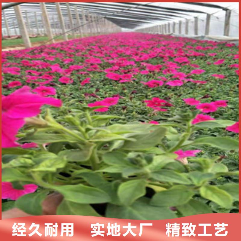 【宿根花卉时令花卉/绿化草花价格拥有多家成功案例】