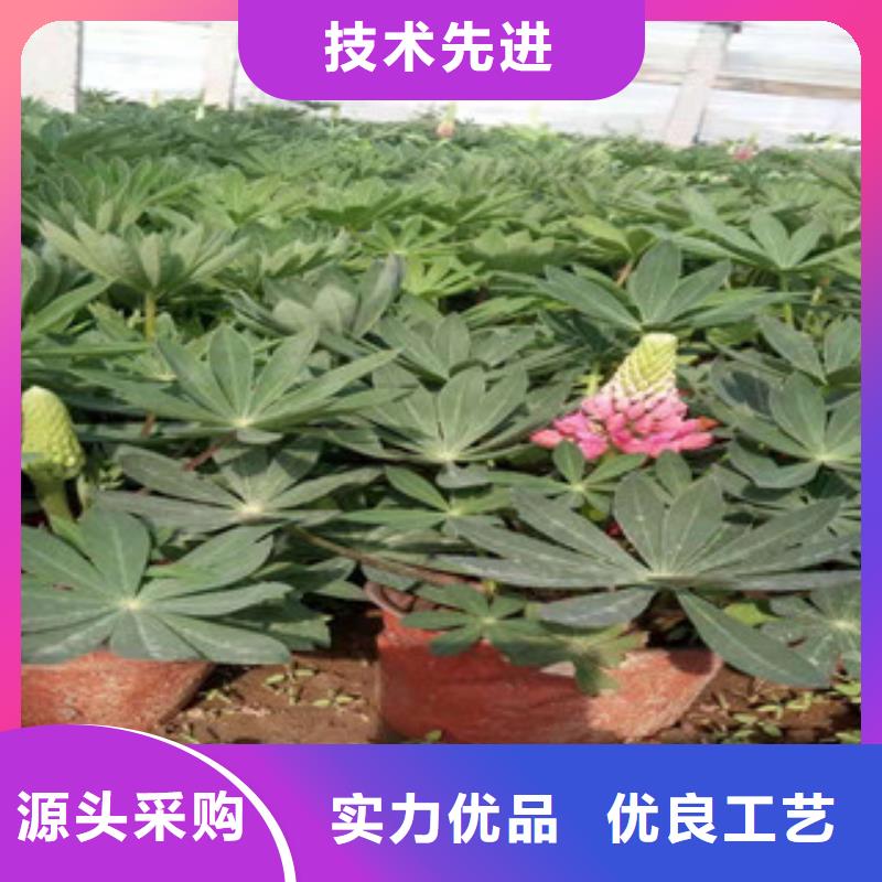 宿根花卉水生植物/荷花睡莲多行业适用