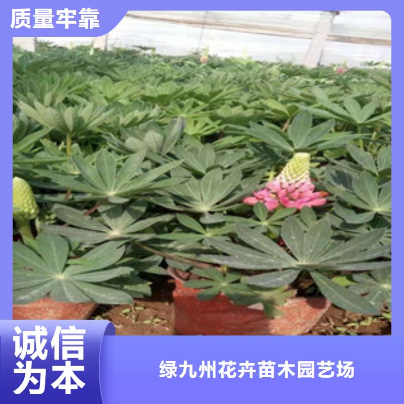 宿根花卉柳叶马鞭草/薰衣草自有厂家