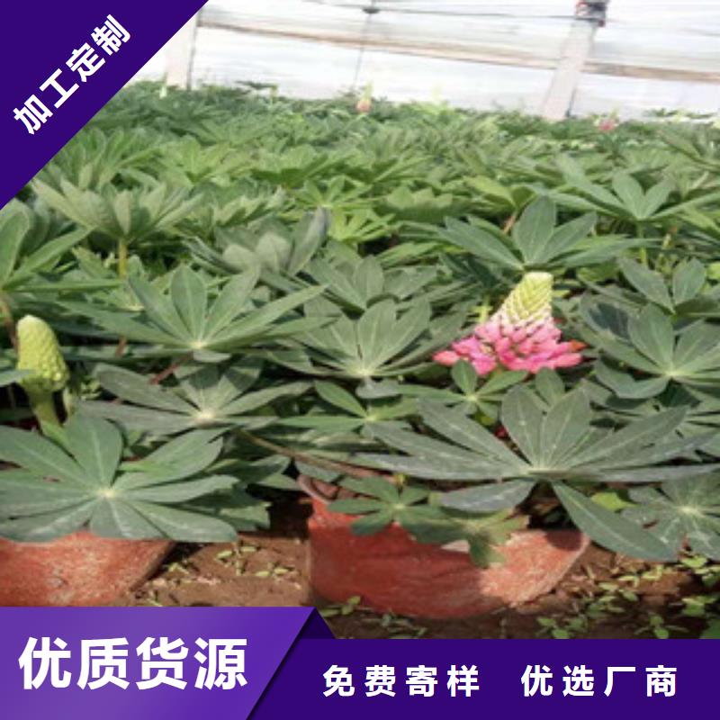 宿根花卉-耐寒耐旱草花基地今日新品