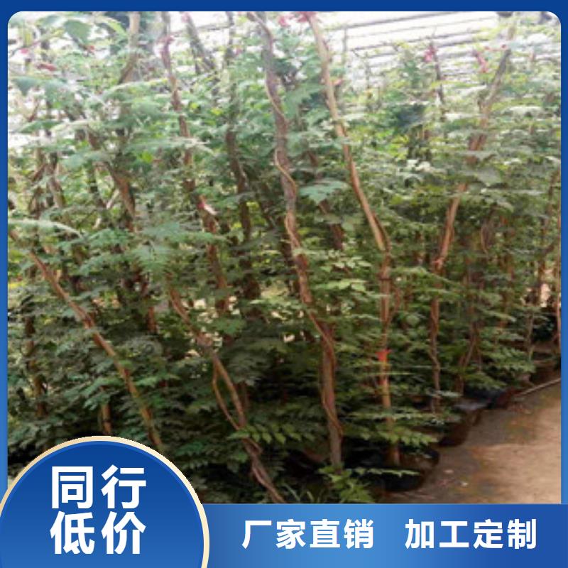 宿根花卉水生植物/荷花睡莲可定制有保障