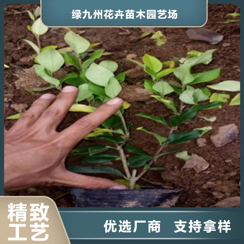 宿根花卉柳叶马鞭草/薰衣草质量无忧