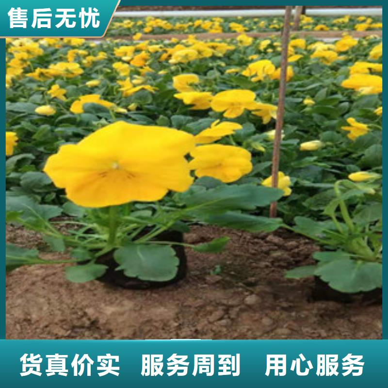 宿根花卉花海景观工程源头直供