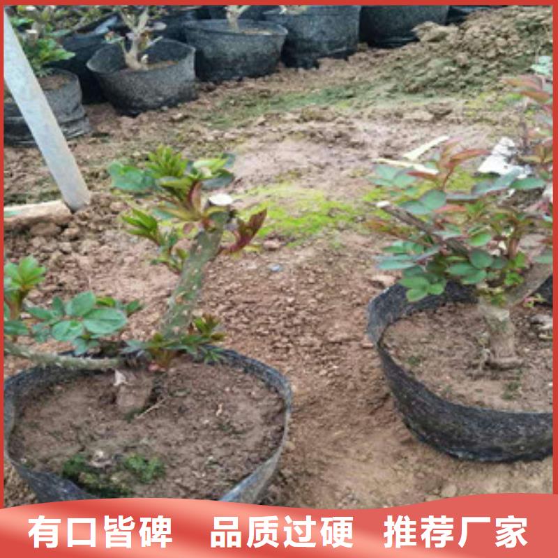 花海景观耐寒耐旱草花基地敢与同行比质量