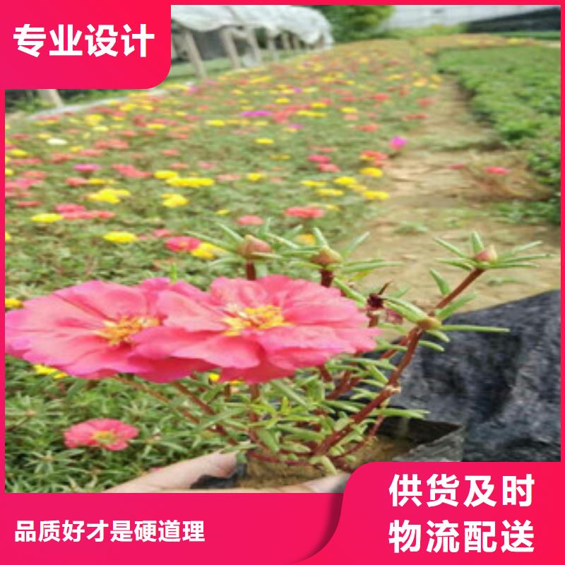 花海景观耐寒耐旱草花基地放心选购