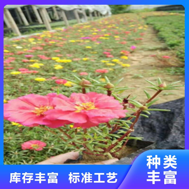 花海景观观赏草/蒲苇狼尾草厂家直销值得选择