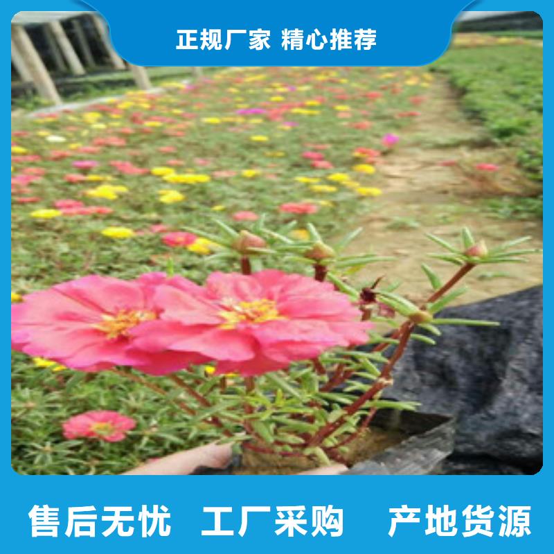 花海景观时令花卉/绿化草花价格实力见证