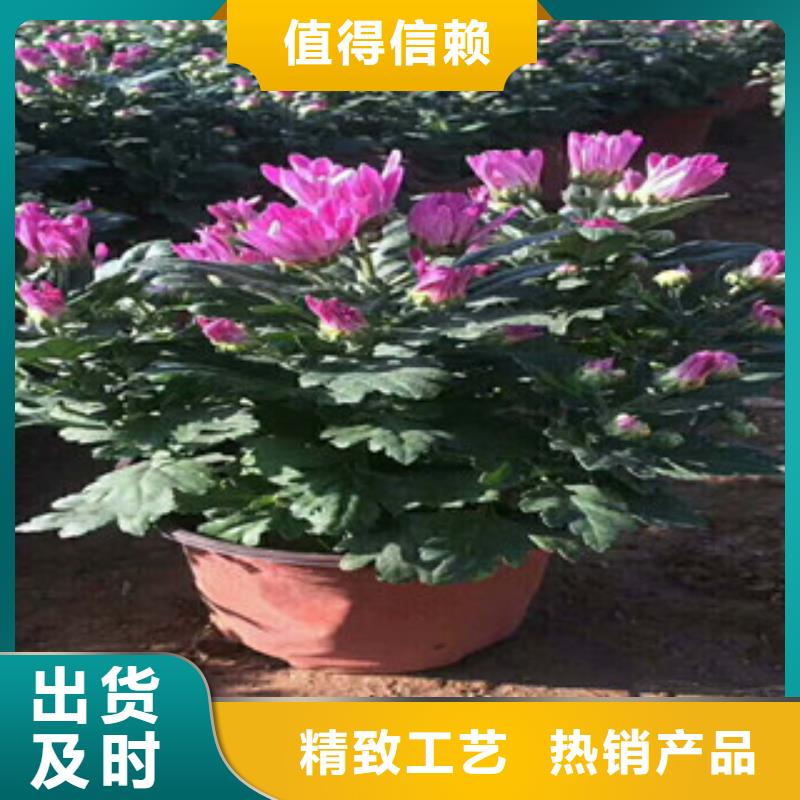 花海景观耐寒耐旱草花基地实拍品质保障