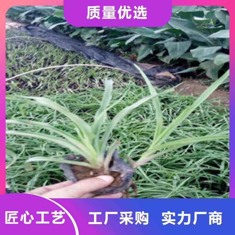 花海景观柳叶马鞭草/薰衣草质量三包