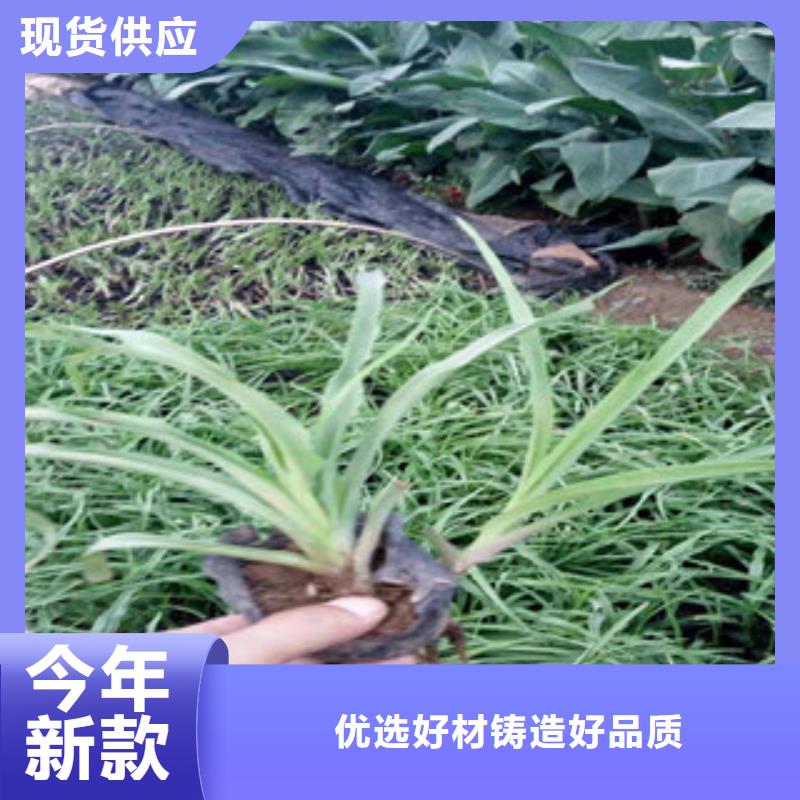 花海景观-观赏草/蒲苇狼尾草不只是质量好