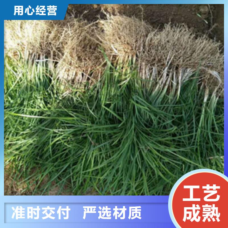 花海景观耐寒耐旱草花基地经验丰富品质可靠