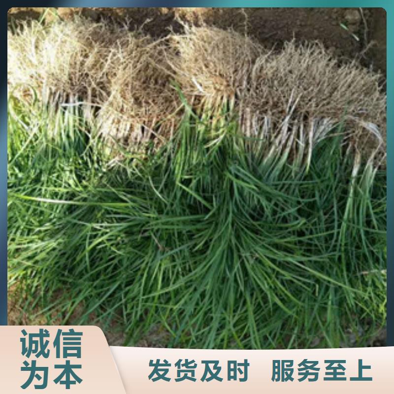 花海景观水生植物/荷花睡莲厂家批发价