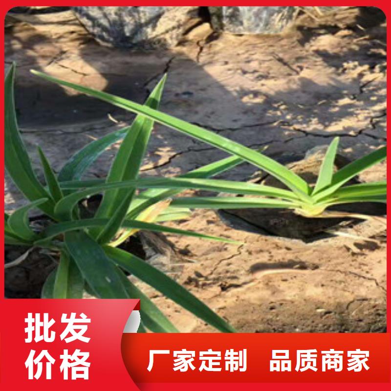 花海景观-观赏草/蒲苇狼尾草不只是质量好