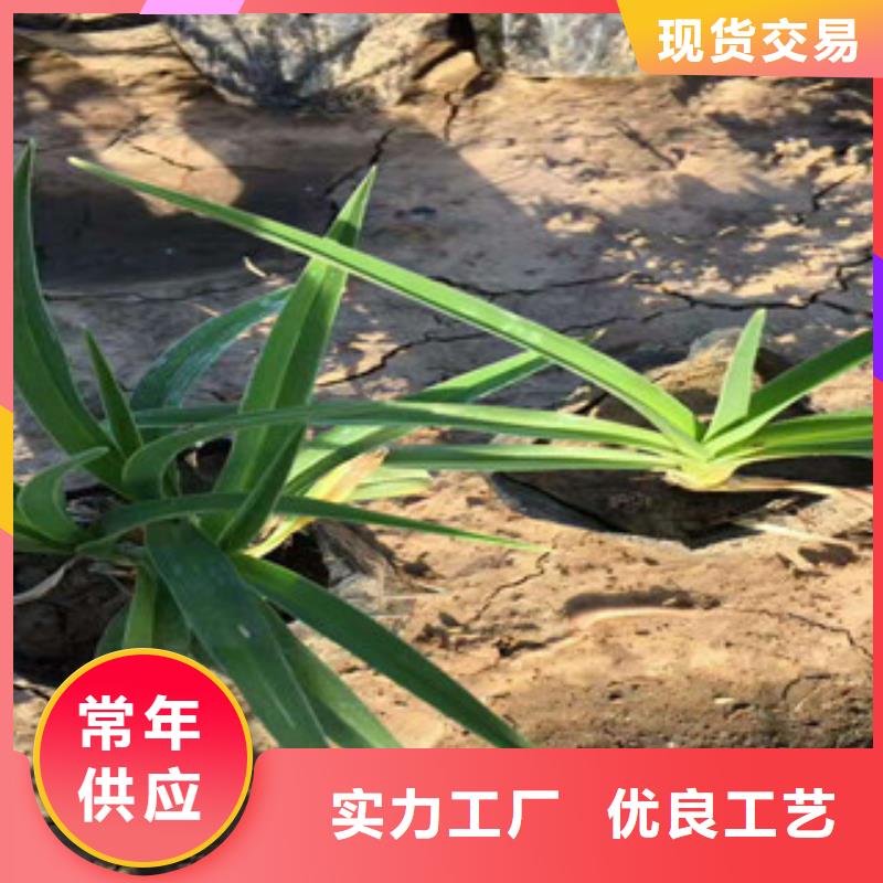 花海景观鲁冰花/粉黛乱子草实力厂商