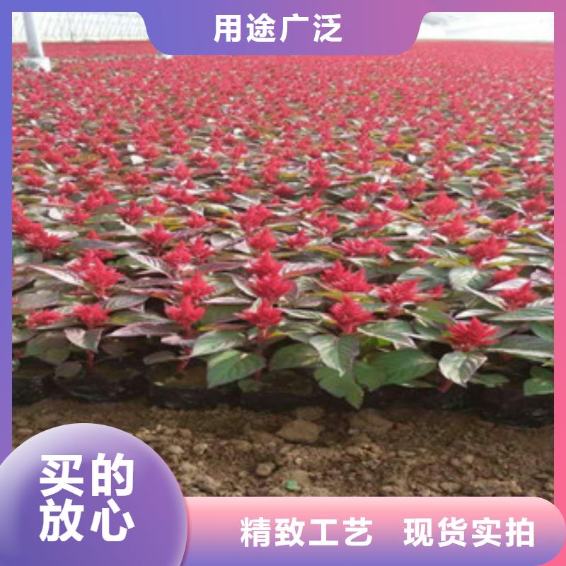 花海景观-耐寒耐旱草花基地诚信经营质量保证