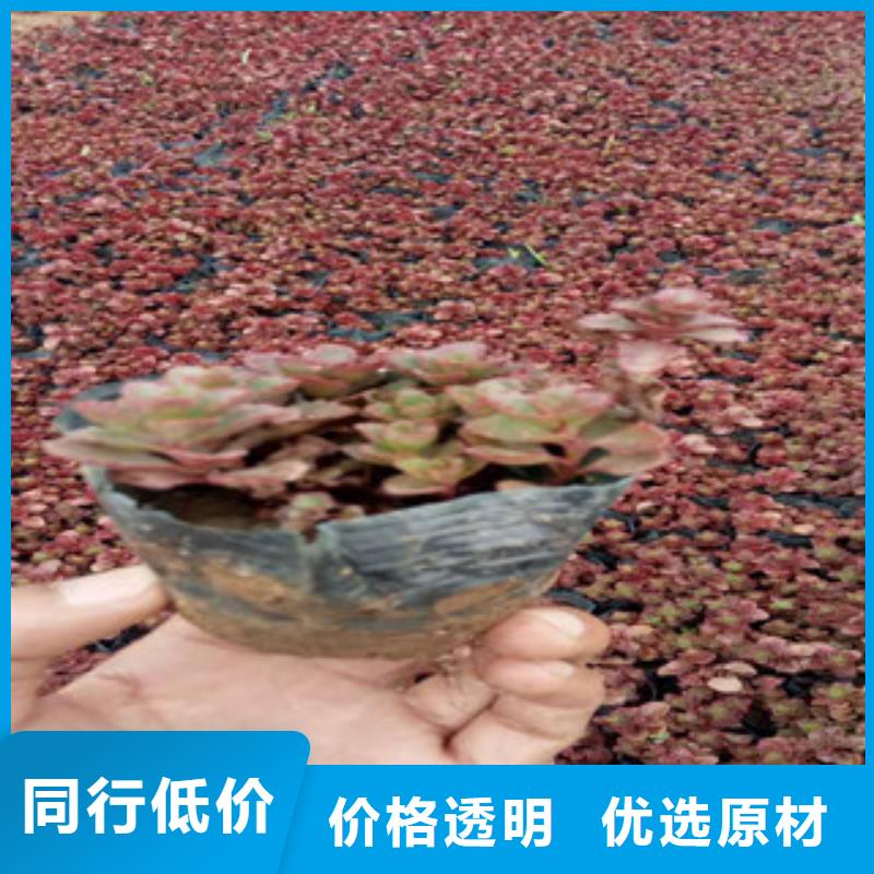 花海景观观赏草/蒲苇狼尾草国标检测放心购买