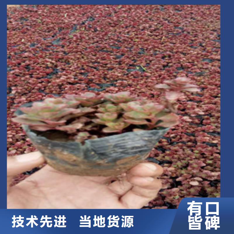 花海景观花海景观工程工厂自营