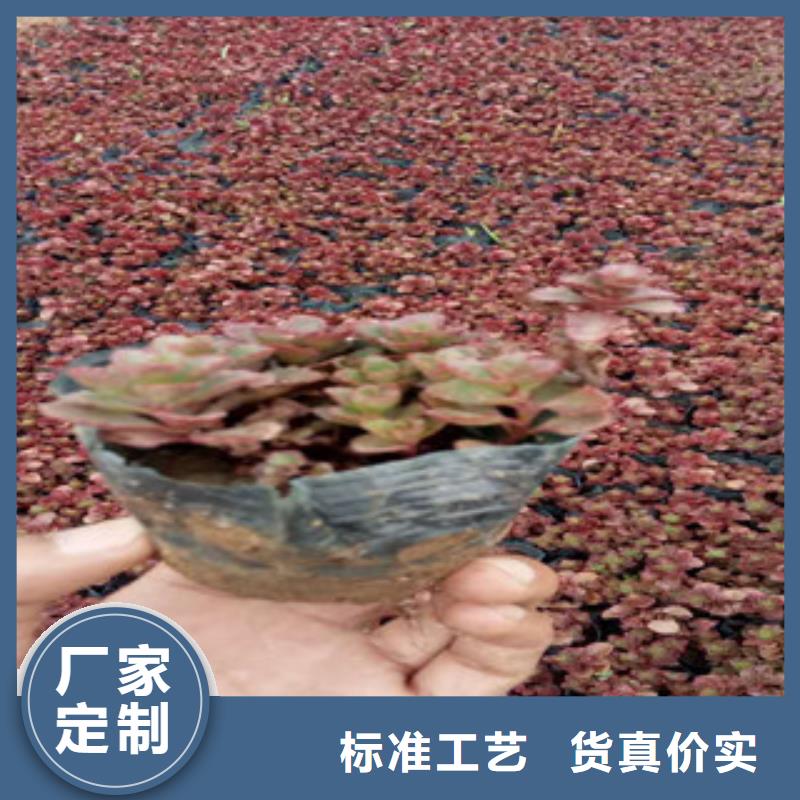 花海景观耐寒耐旱草花基地经验丰富品质可靠