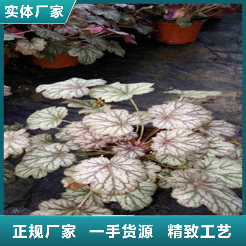 花海景观耐寒耐旱草花基地敢与同行比质量