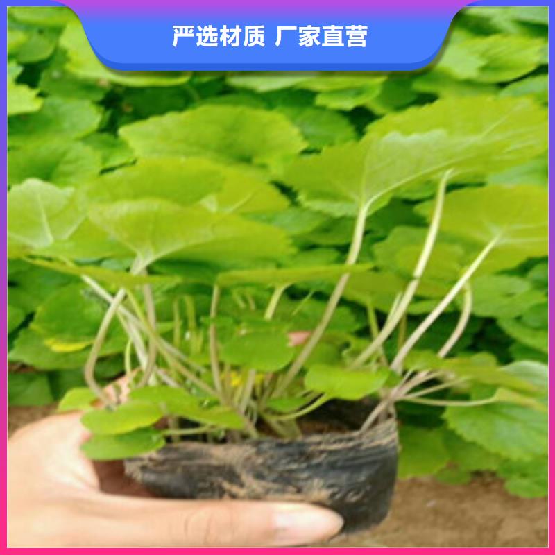 花海景观时令花卉/绿化草花价格实力见证