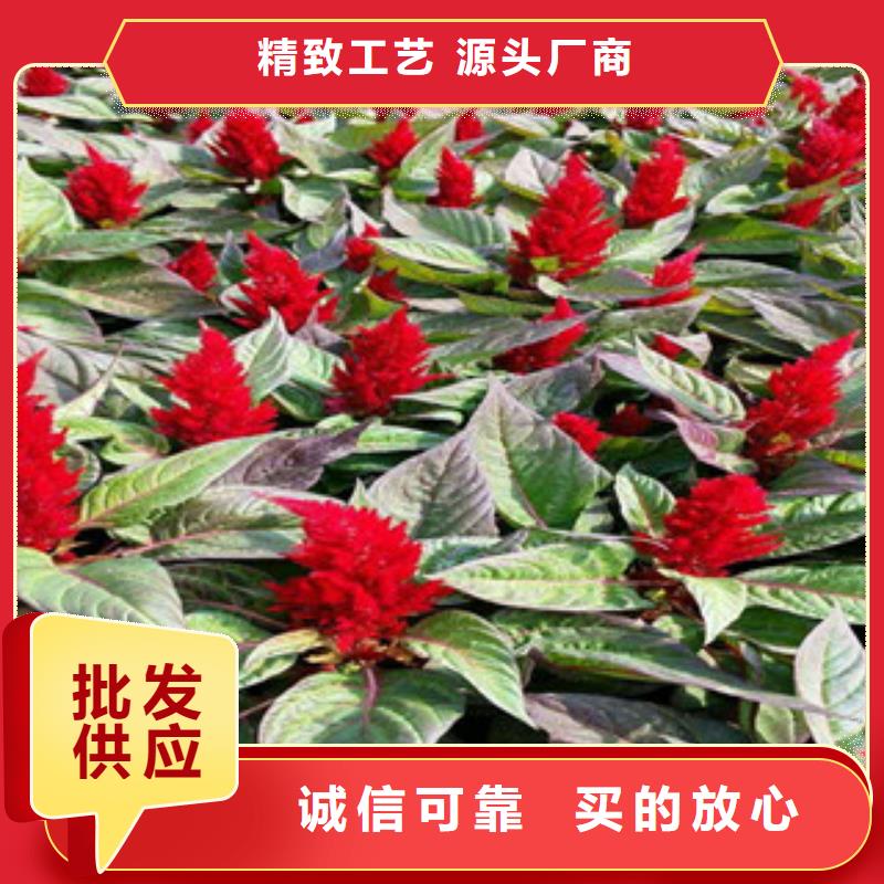 花海景观鲁冰花/粉黛乱子草出货快