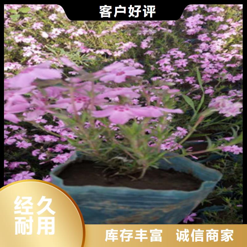 花海景观花海景观工程工厂自营