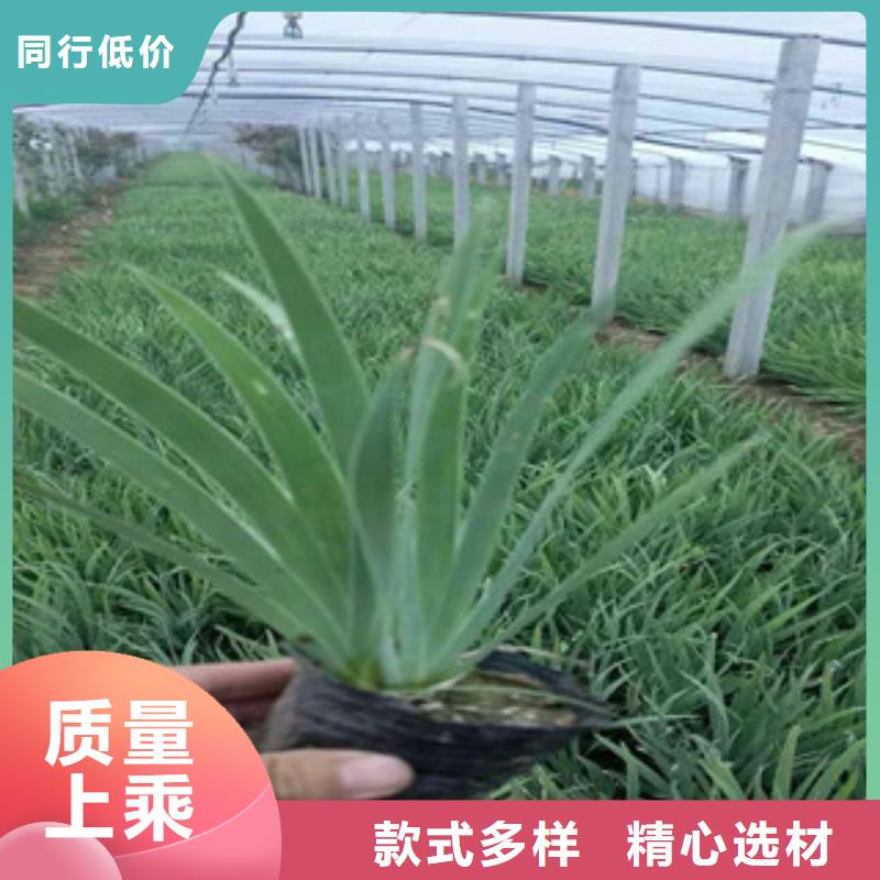 花海景观_鲁冰花/粉黛乱子草N年大品牌