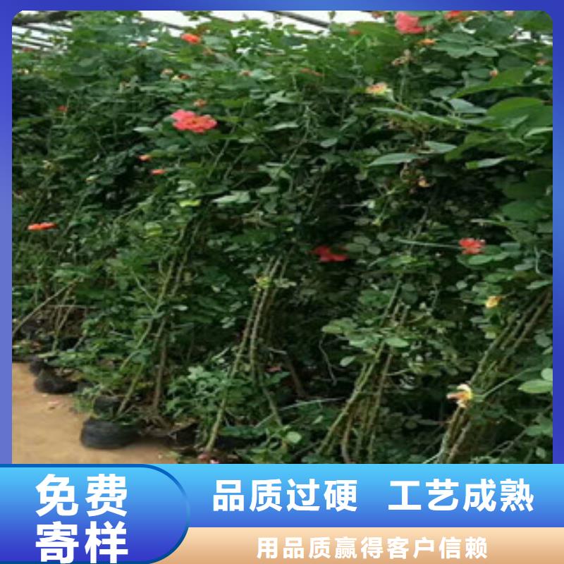 花海景观花海景观工程质量看得见