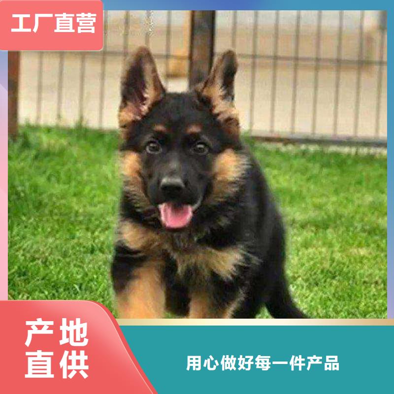 德国牧羊犬德牧犬质量优价格低