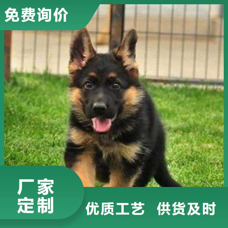 德国牧羊犬卡斯罗犬用心提升细节