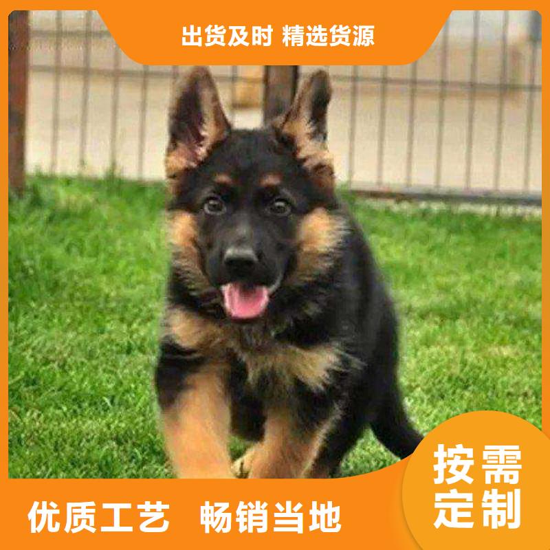 【德国牧羊犬】,黑狼现货快速采购