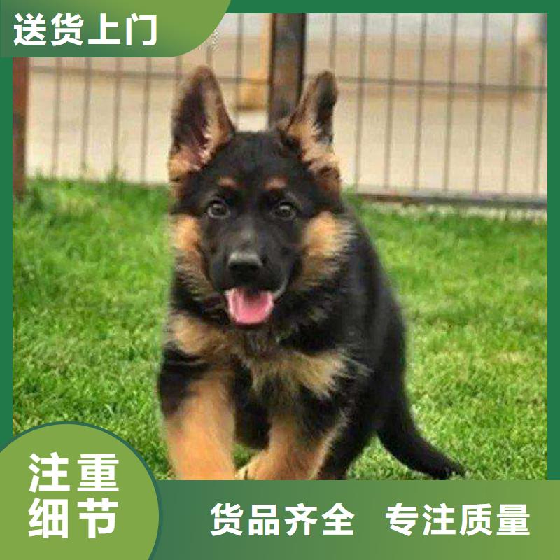 德国牧羊犬马犬超产品在细节