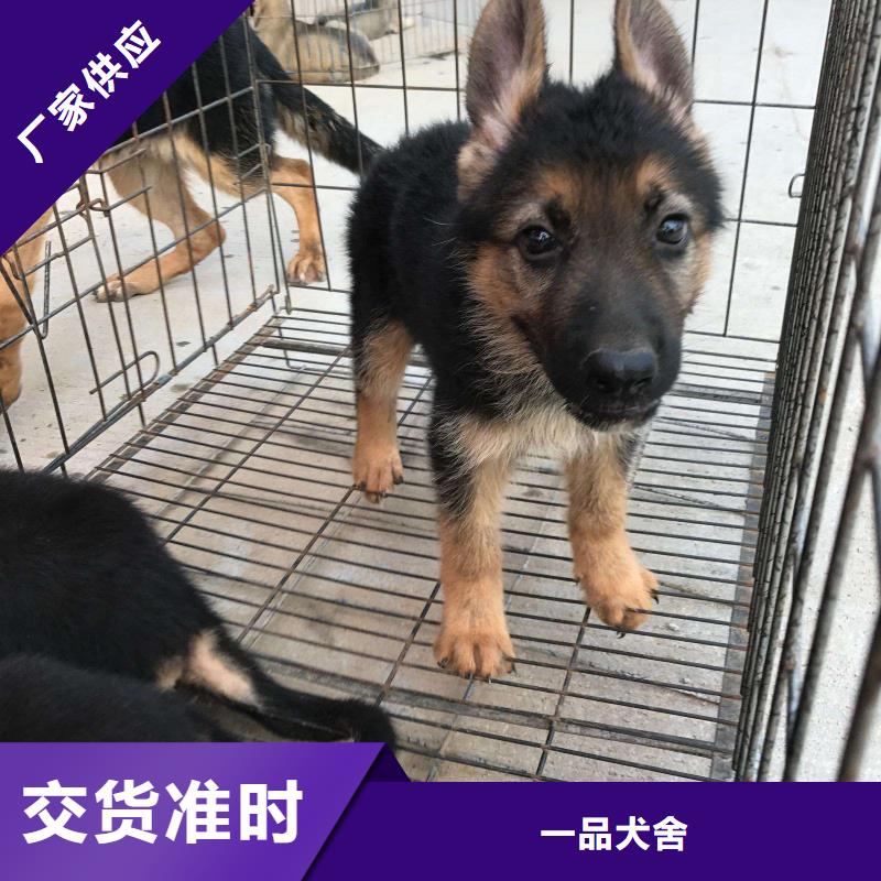 德国牧羊犬_德牧犬做工精细