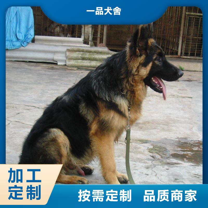 德国牧羊犬-卡斯罗犬用心经营