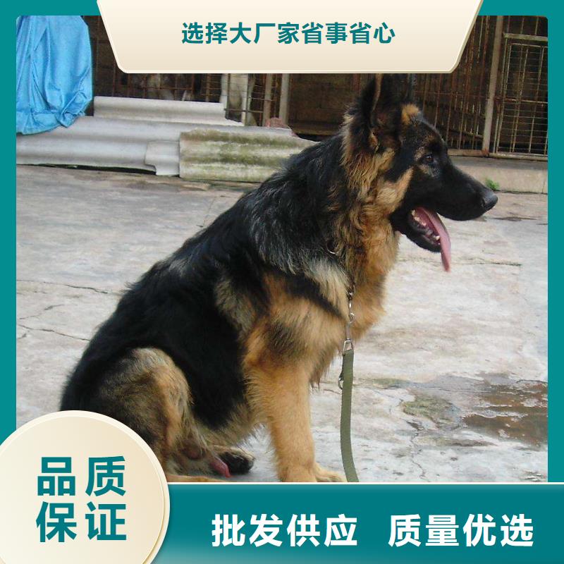 【德国牧羊犬_杜宾犬追求品质】