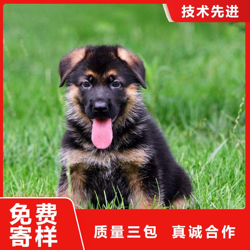 德国牧羊犬_【德牧犬】批发价格