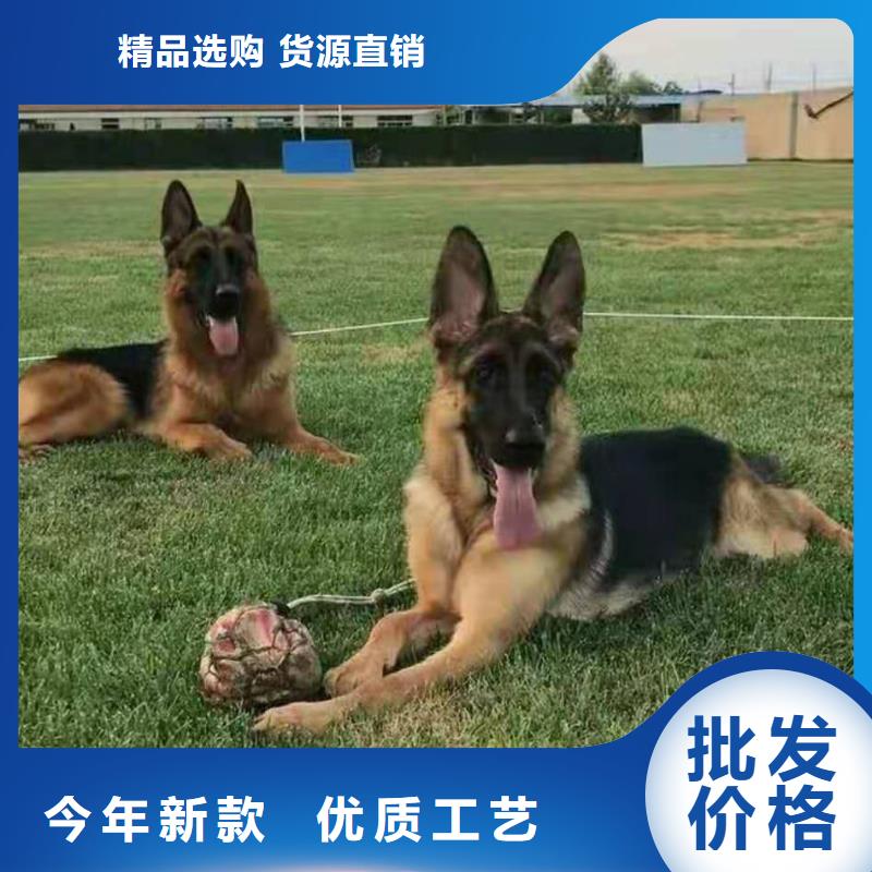 德国牧羊犬杜宾犬拥有核心技术优势