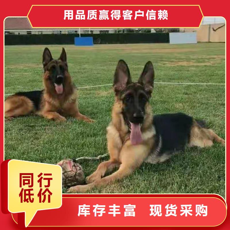 德国牧羊犬卡斯罗犬用心提升细节