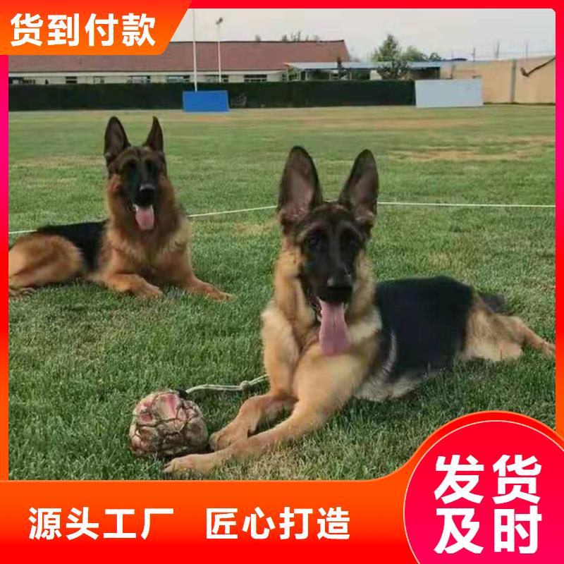 德国牧羊犬-黑狼厂家品控严格