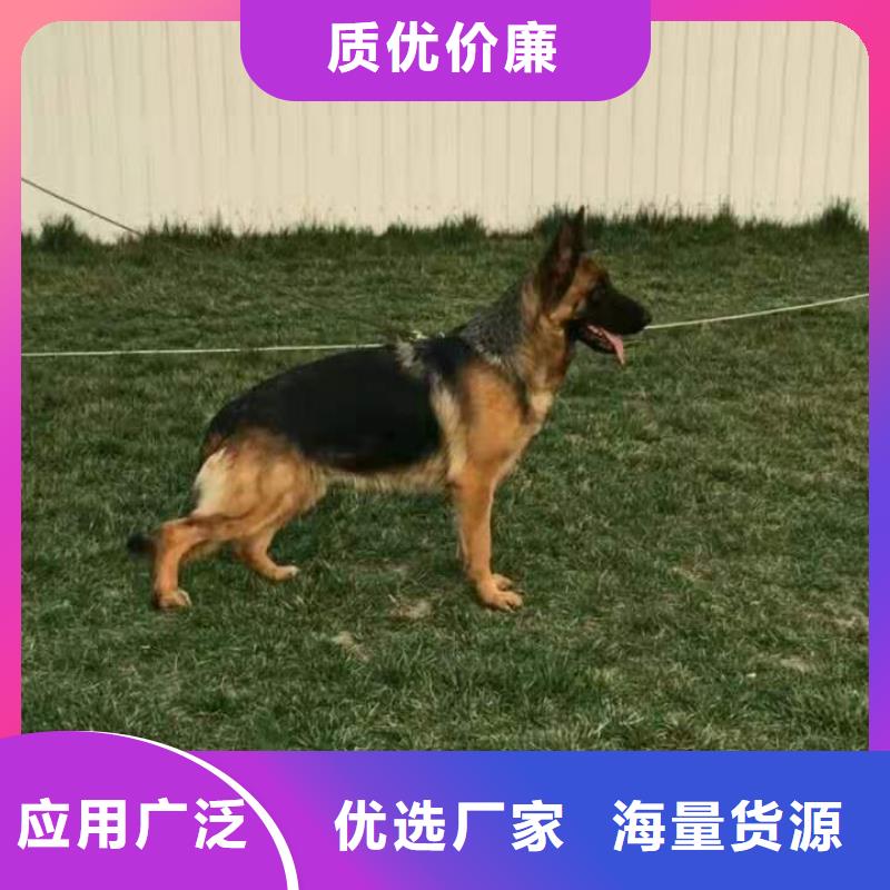 德国牧羊犬,杜宾犬一站式采购商