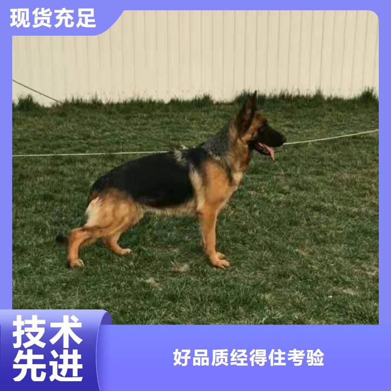 德国牧羊犬德牧犬库存丰富