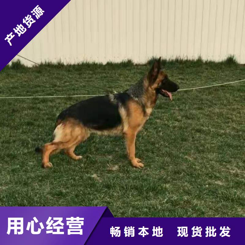 德国牧羊犬德牧犬实力雄厚品质保障