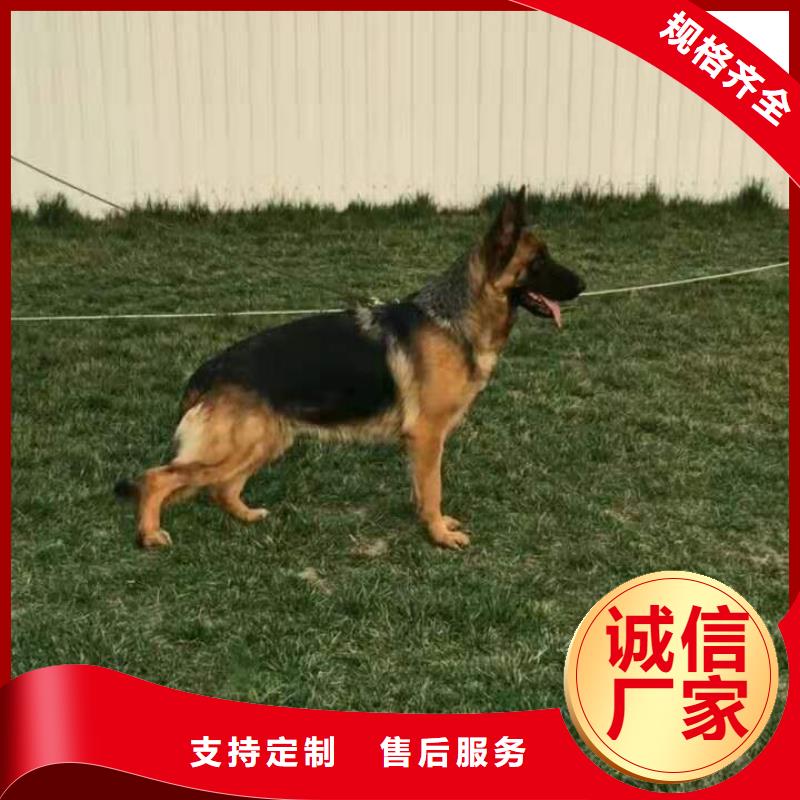 德国牧羊犬-卡斯罗犬用心经营