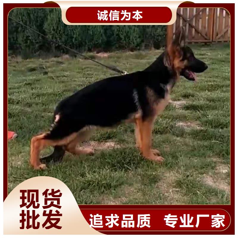 德国牧羊犬卡斯罗犬用心提升细节