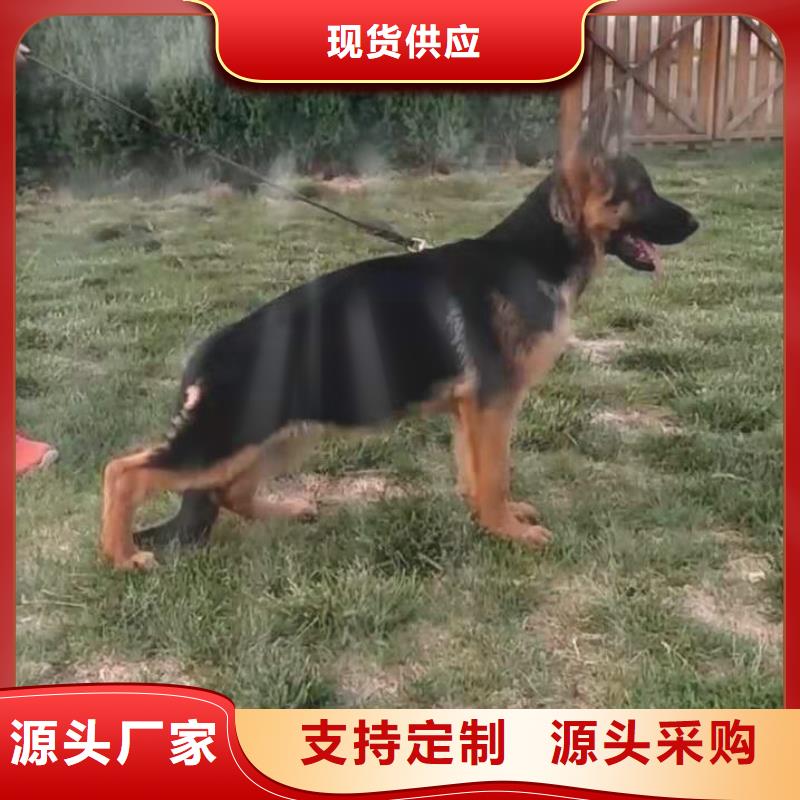 德国牧羊犬黑狼物流配货上门