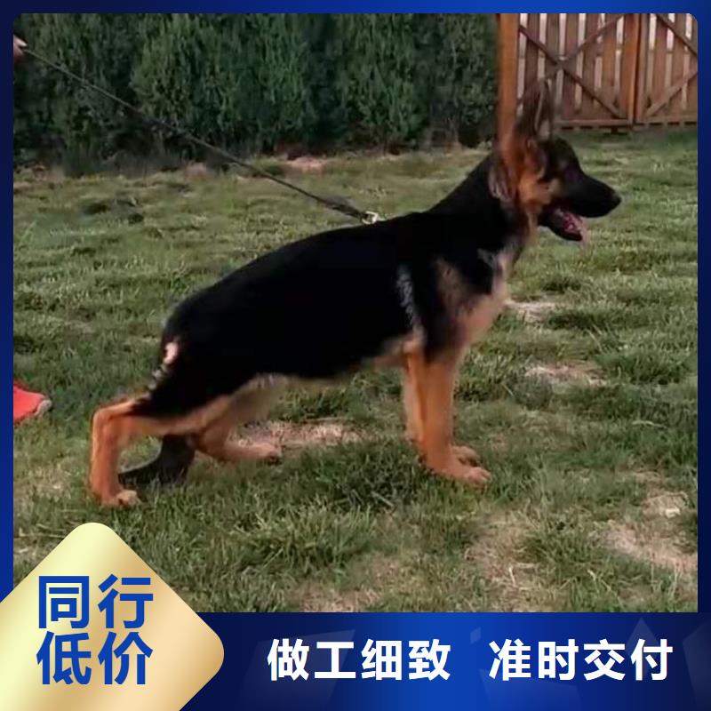 德国牧羊犬德牧犬库存丰富