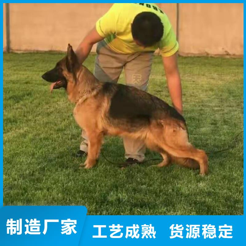 德国牧羊犬高加索犬种类丰富