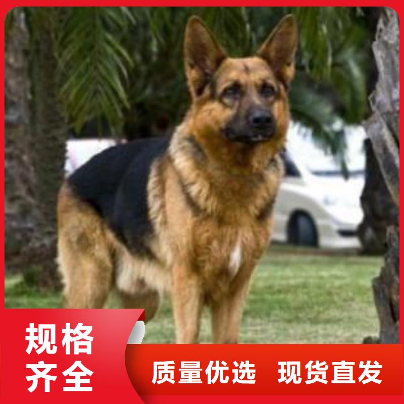 德国牧羊犬德牧犬推荐商家