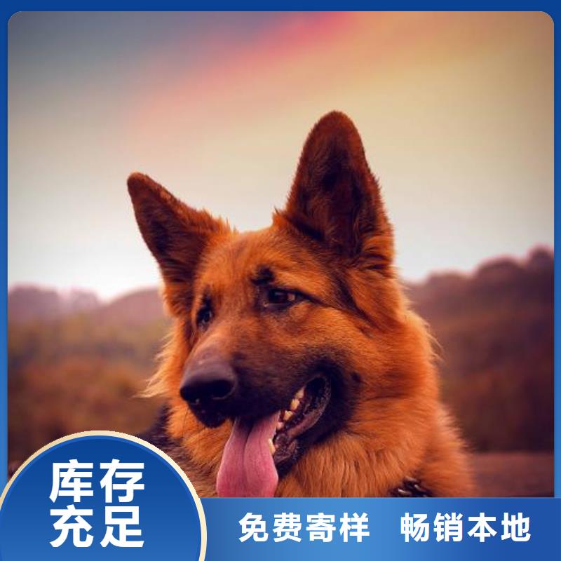 德国牧羊犬德牧犬库存丰富