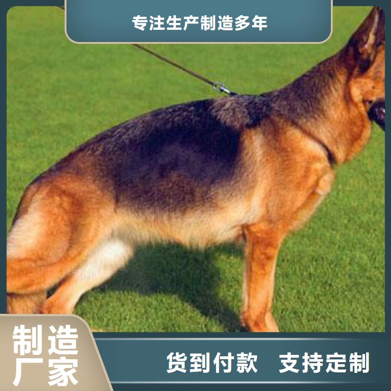 德国牧羊犬马犬超产品在细节